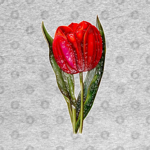 Red Tulip Viscountess by Marccelus